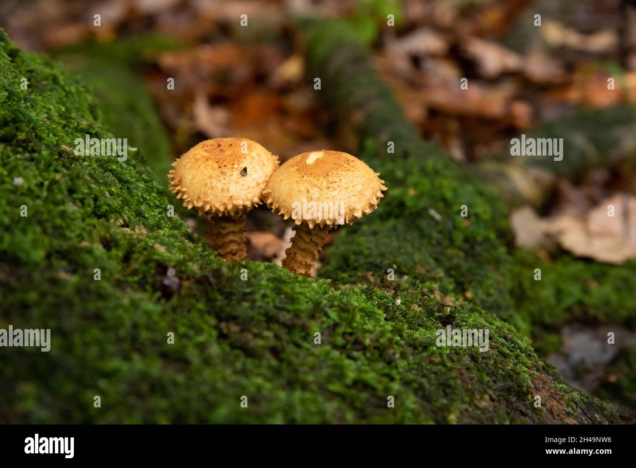 Champignon Shaggy Scalycap, Arnside, Milnthorpe, Cumbria, Royaume-Uni Banque D'Images