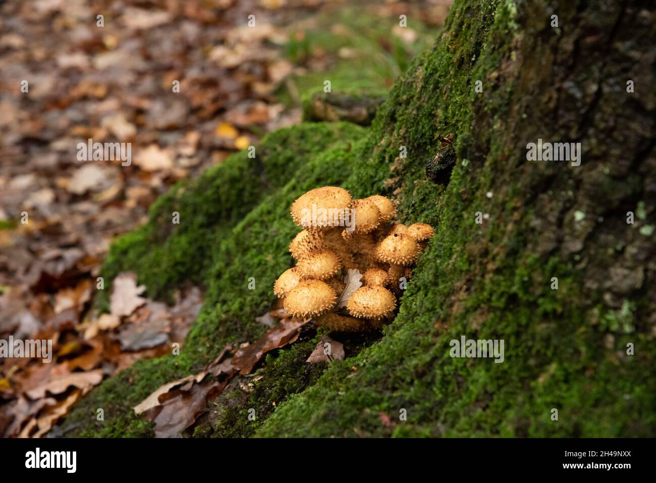 Champignon Shaggy Scalycap, Arnside, Milnthorpe, Cumbria, Royaume-Uni Banque D'Images