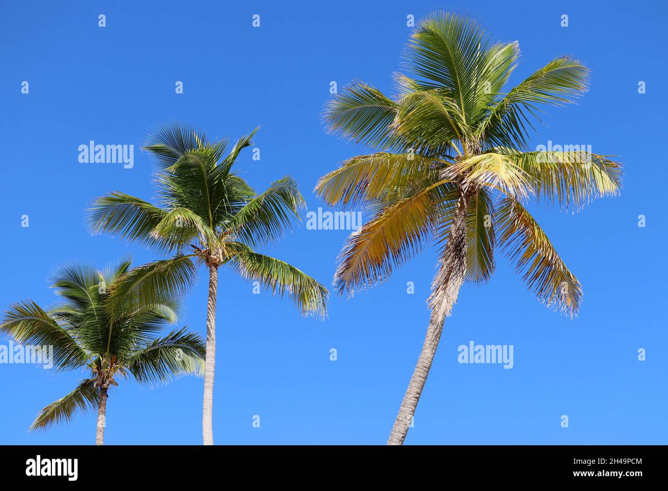 Trois palmiers à noix de coco sur fond ciel bleu clair.Plage tropicale, nature paradisiaque Banque D'Images