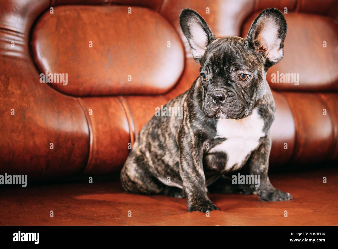 Jeune petit chien de bouvier noir français chiot assis sur un canapé. Chien drôle bébé avec de beaux yeux musqués noirs Bulldog chien chiot. Adorable Bulldog drôle Banque D'Images