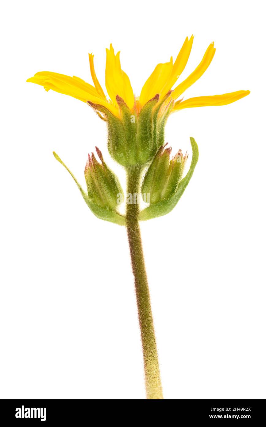 Arnica fleur isolé sur fond blanc Banque D'Images