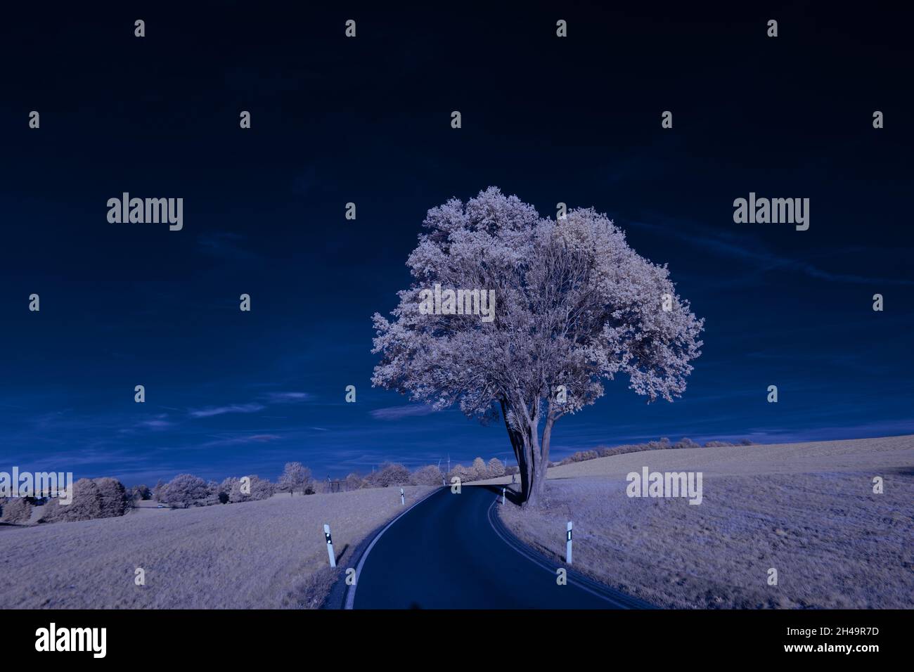 Paysage infrarouge avec végétation blanche brillante utilisant un filtre de 720nm, scène de nature surréaliste avec des arbres et des collines dans la photographie en fausses couleurs Banque D'Images