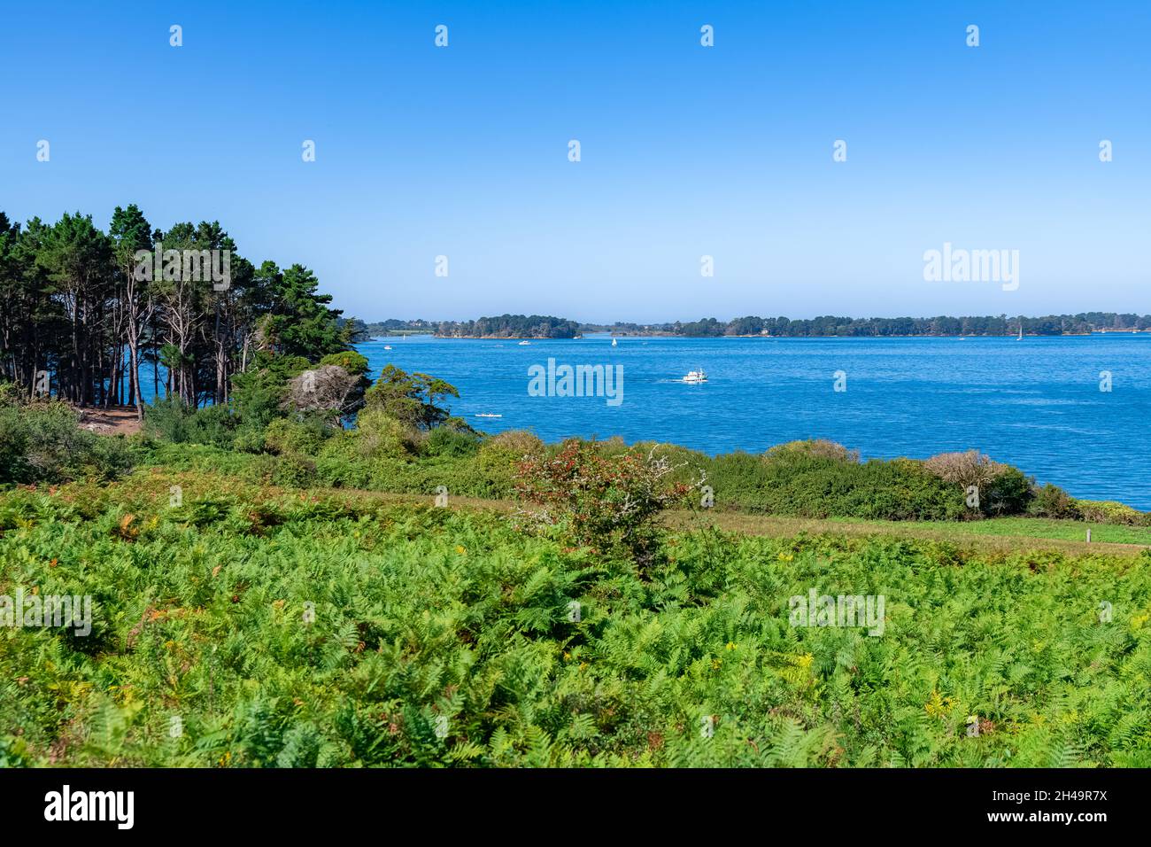 Ile-aux-Moines dans le golfe du Morbihan, fougère sur la lande, paysage typique en été Banque D'Images