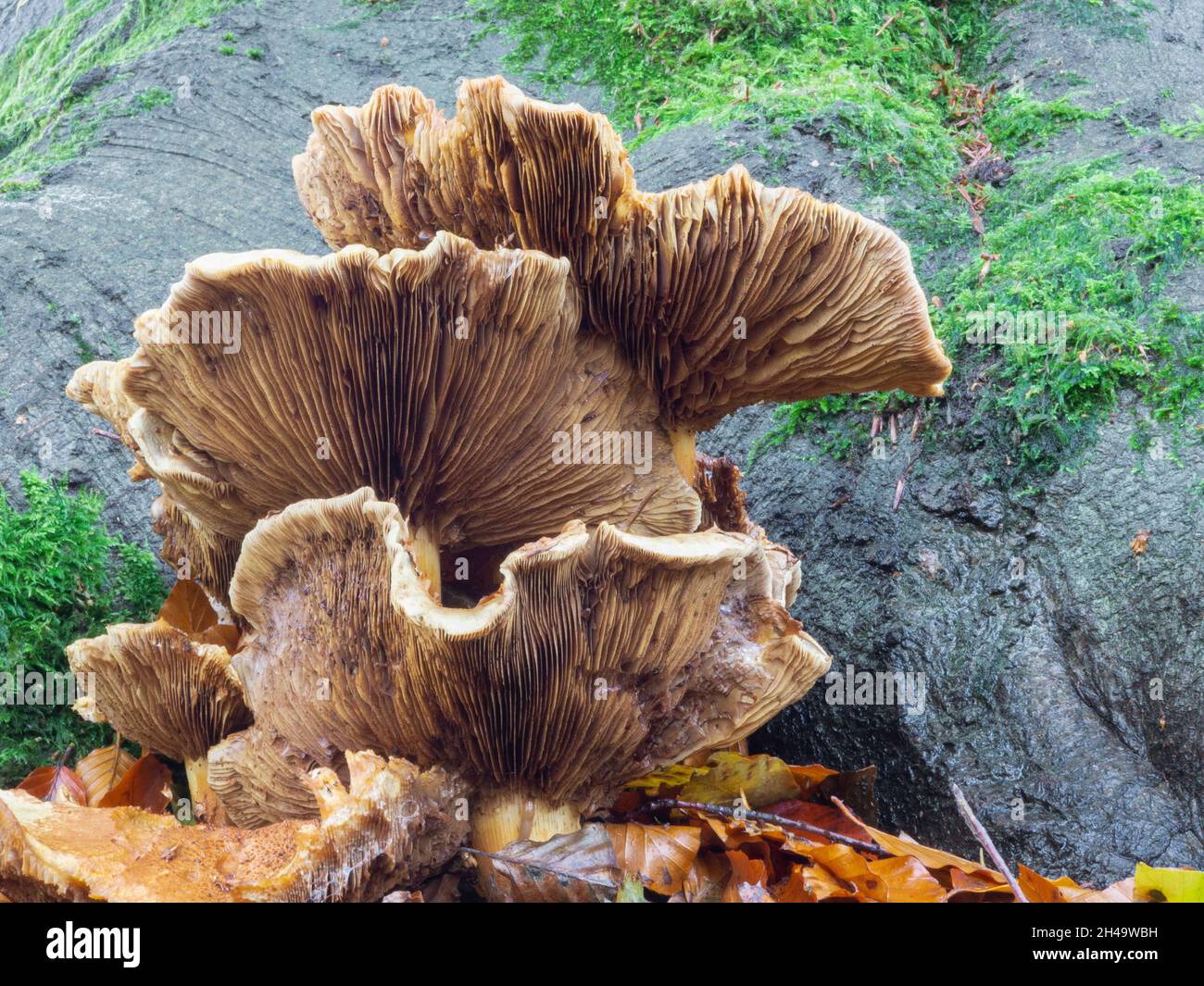 pleurotus ostreatus, champignons d'huîtres sauvages. Banque D'Images