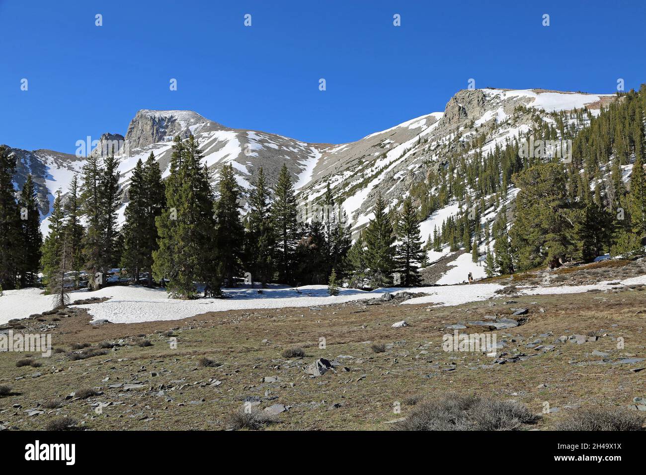 Sur la défrichement dans le parc national de Great Basin, Nevada Banque D'Images