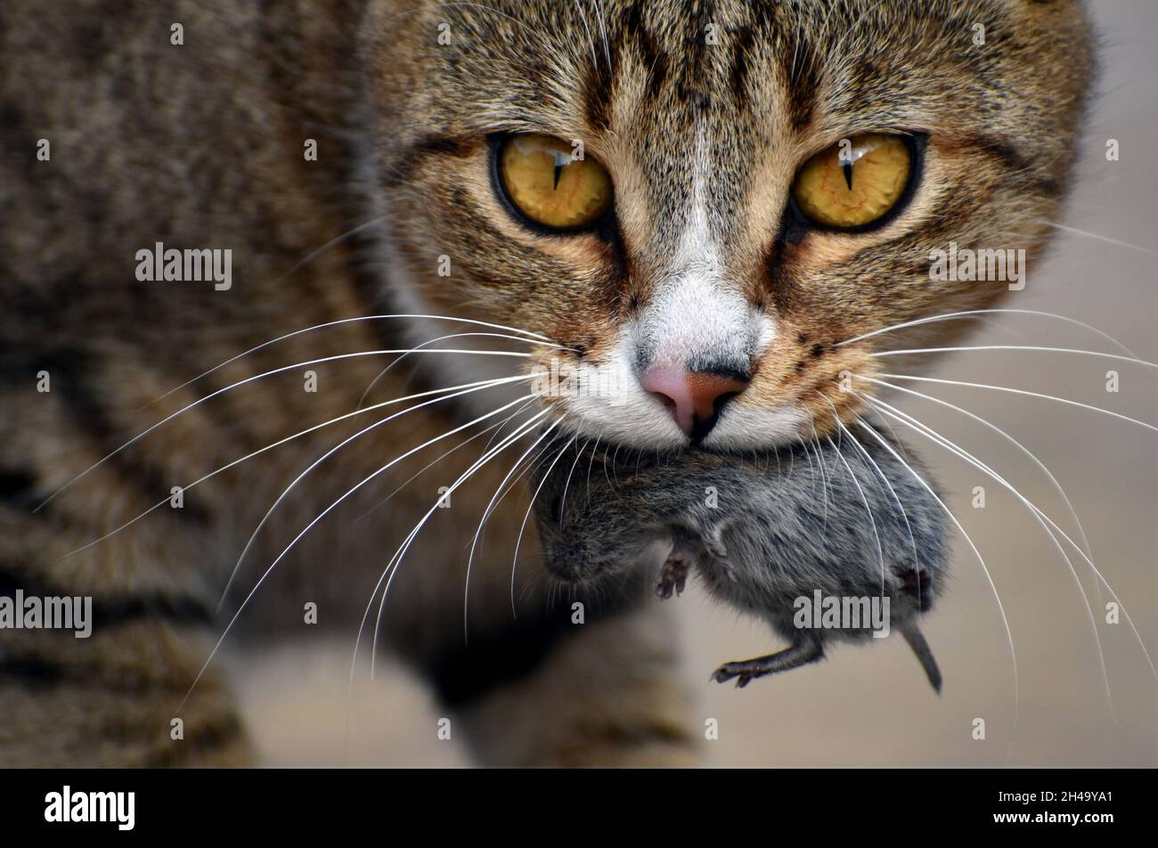 Gros plan d'un chat tabby tenant une petite souris dans sa bouche Banque D'Images