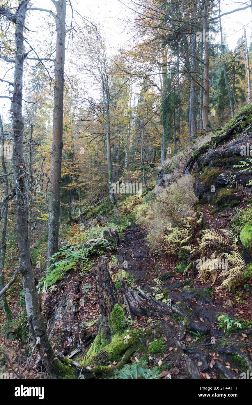 Forêts mixtes de feuillus et de conifères Banque de photographies et d