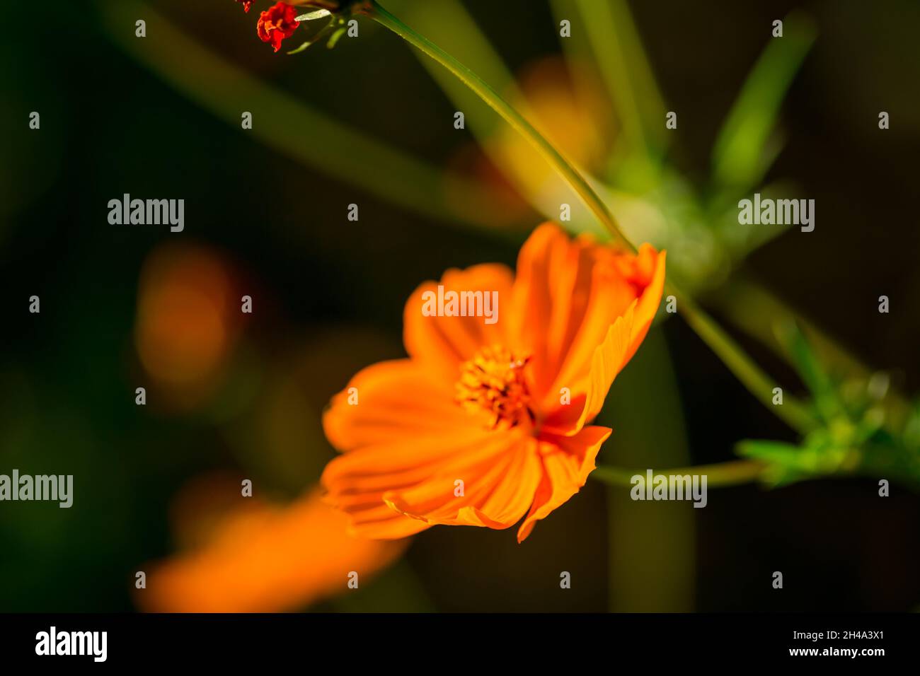 Beau jardin fleuri dans des couleurs automnales colorées sur un fond de bokeh Banque D'Images