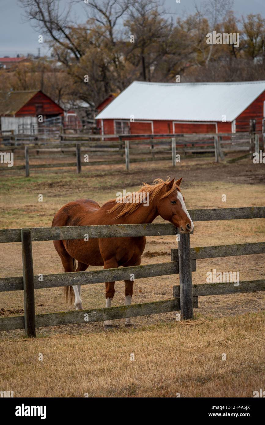 Beau cheval brun qui regarde sur une clôture sur une ferme. Banque D'Images