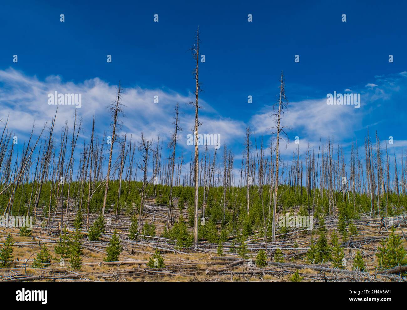 Les feux de forêt, une partie naturelle importante de l'écosystème de Yellowstone: Les feux permettent aux cônes de pin de poteau de Lodge de s'ouvrir et une nouvelle forêt pousse Banque D'Images