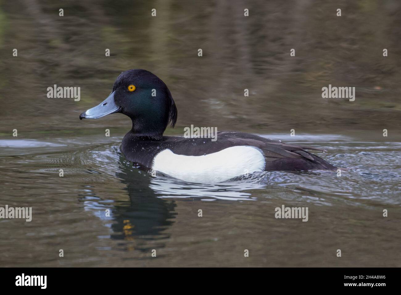 Canard touffeté mâle (Aythya fuligula) nageant sur la rivière Loddon, Berkshire, Royaume-Uni ; fond Uni, oeil jaune vif; canard brun Banque D'Images