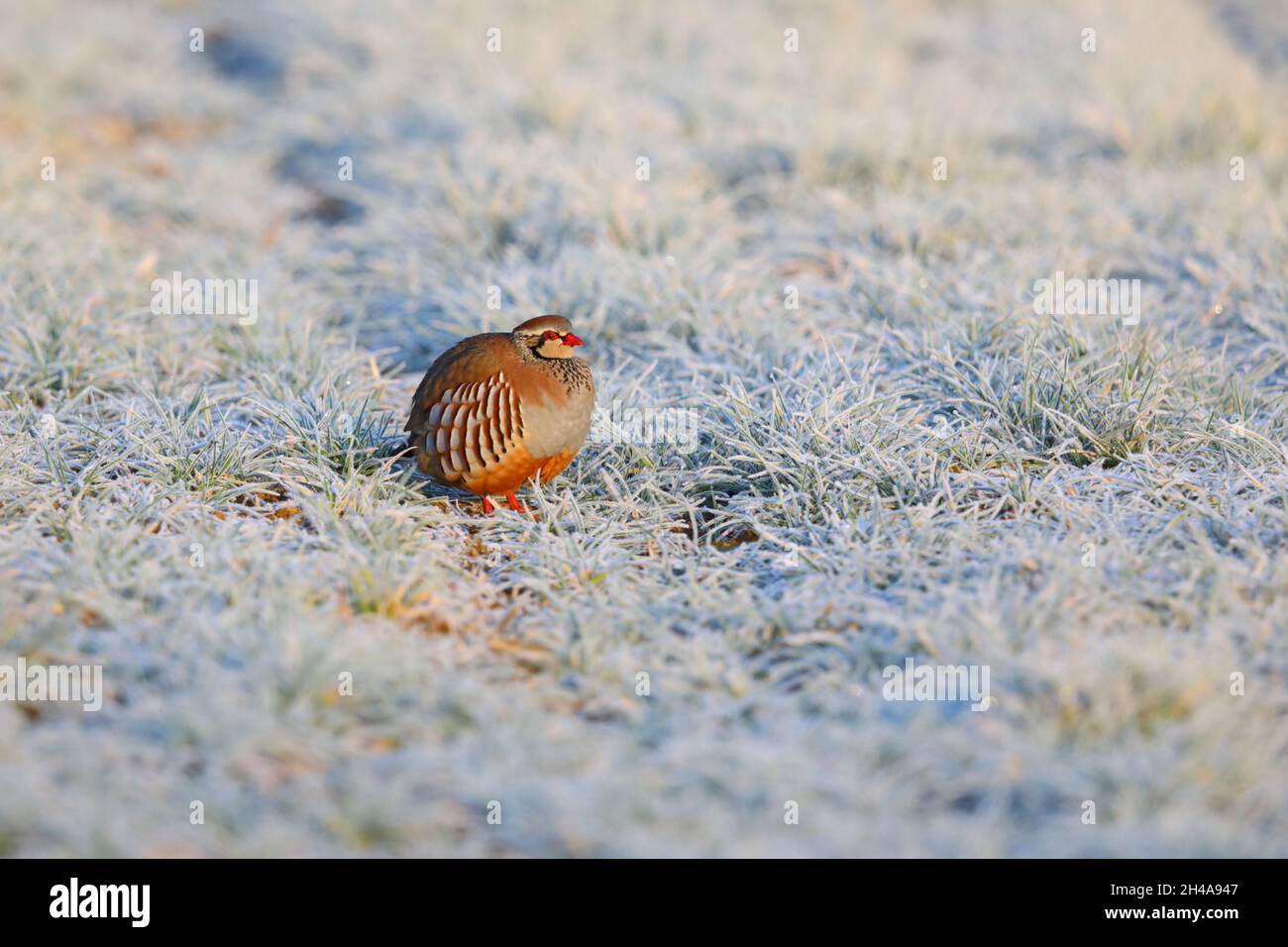 Un partridge adulte à pattes rouges ou un partridge français (Alectoris rufa) dans un champ gelé au Suffolk, au Royaume-Uni Banque D'Images