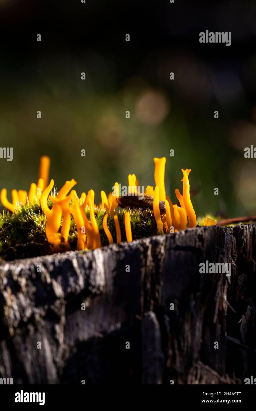 Jaune stags-champignon de corne - calocera clammy Banque D'Images