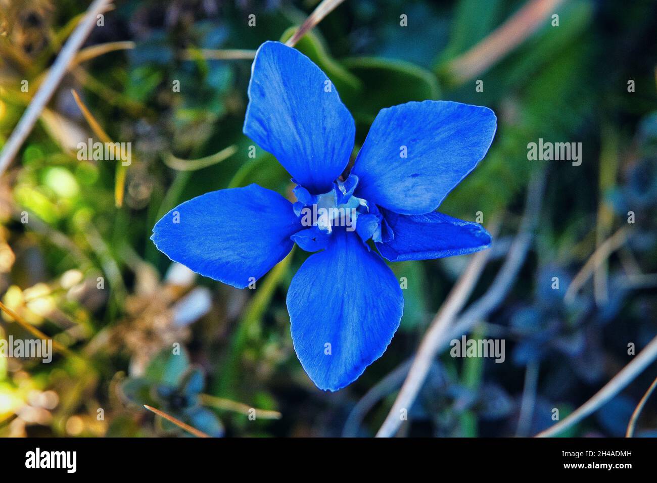 Fleur alpine gentiane d'automne Banque D'Images