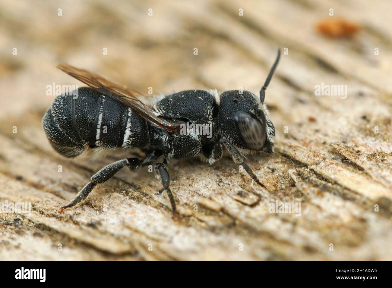 Gros plan d'une petite abeille résine mâle, Heriades crenulatus dans le Banque D'Images