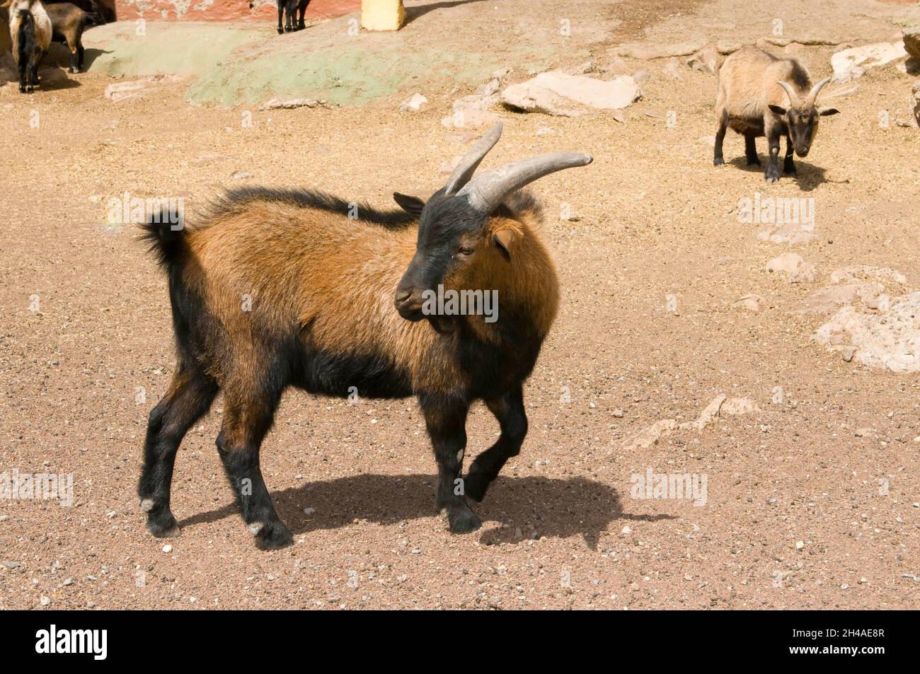 chèvre dans une clôture avec d'autres animaux de troupeau Banque D'Images