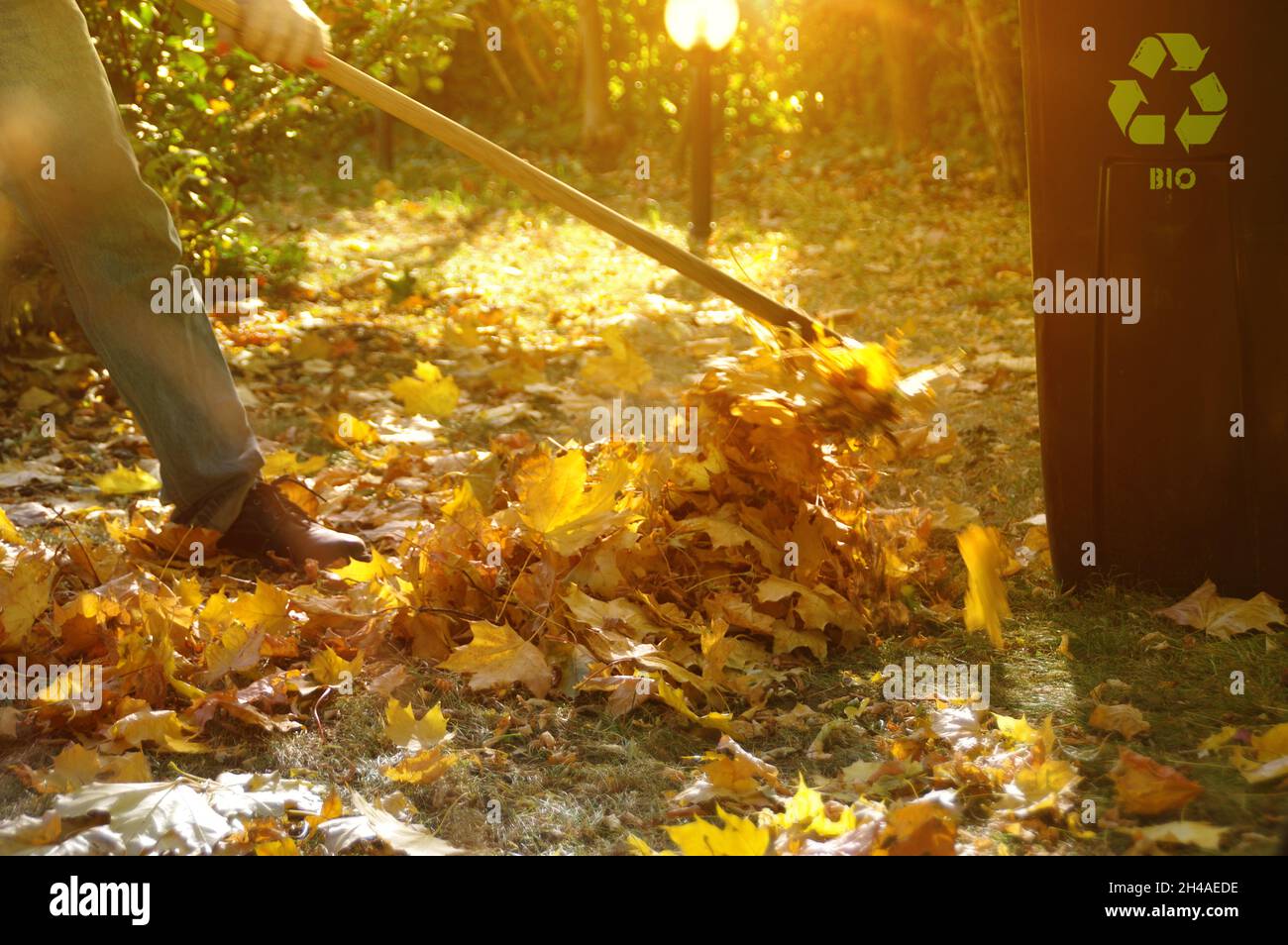 Nettoyage des feuilles dans le jardin.Râtelage d'automne de feuilles en chute.Le jardinier au travail. Banque D'Images