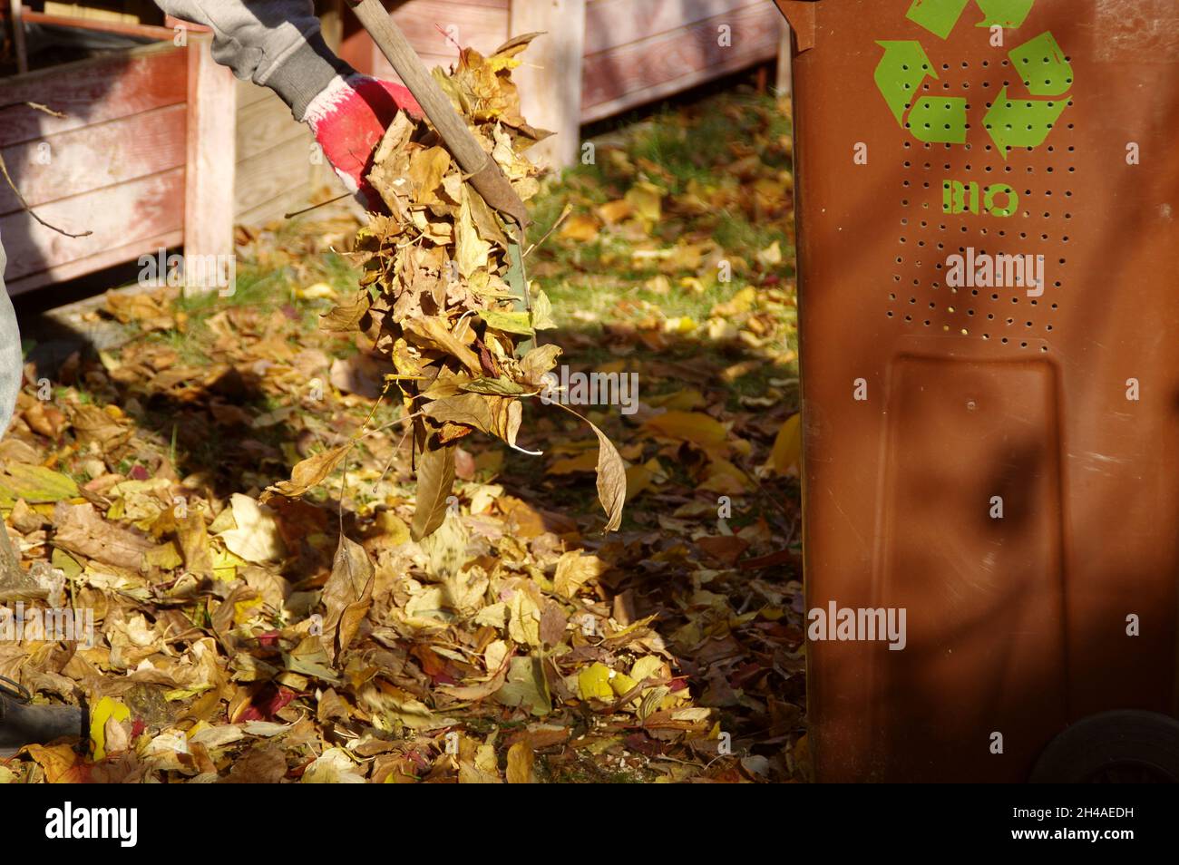 Nettoyage des feuilles dans le jardin.Râtelage d'automne de feuilles en chute.Le jardinier au travail. Banque D'Images