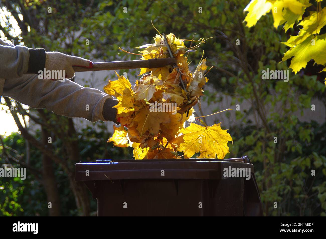 Râtelage des feuilles dans le jardin.Nettoyage d'automne des feuilles qui tombent.Le jardinier au travail. Banque D'Images