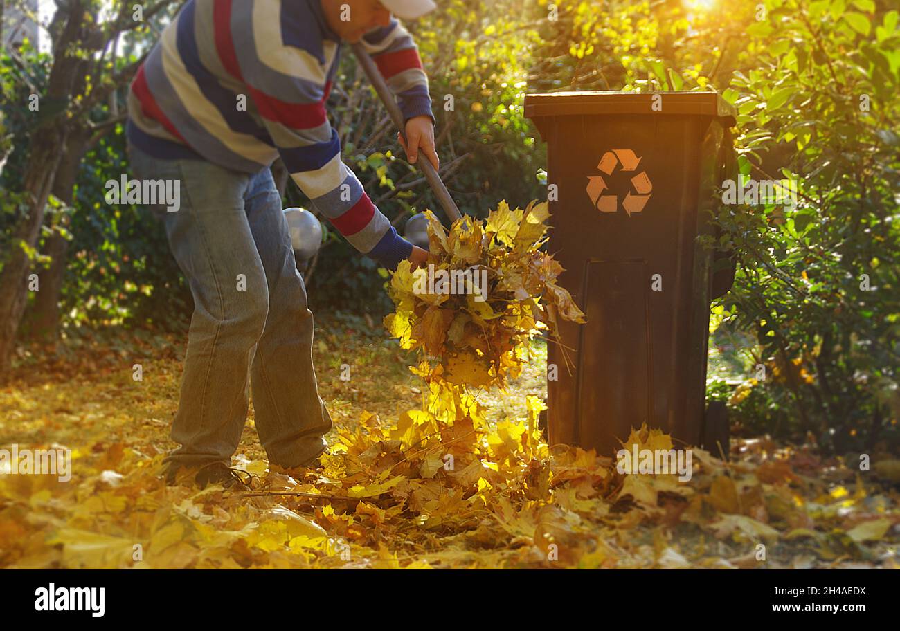 Nettoyage des feuilles dans le jardin.Râtelage d'automne de feuilles en chute.Le jardinier au travail. Banque D'Images
