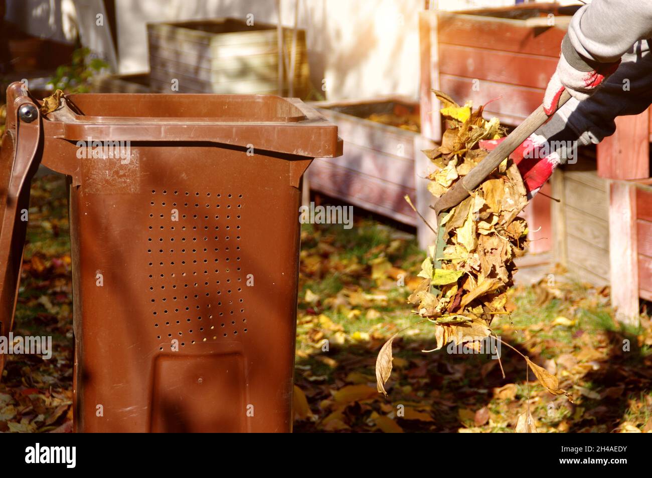 Râtelage des feuilles dans le jardin.Nettoyage d'automne des feuilles qui tombent.Le jardinier au travail. Banque D'Images