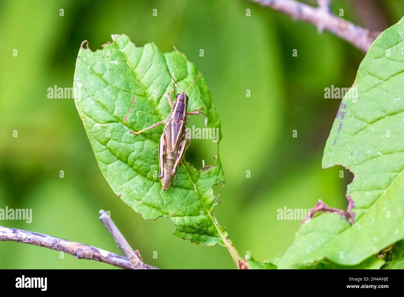 Gros plan d'une grande sauterelle sur une feuille verte Banque D'Images