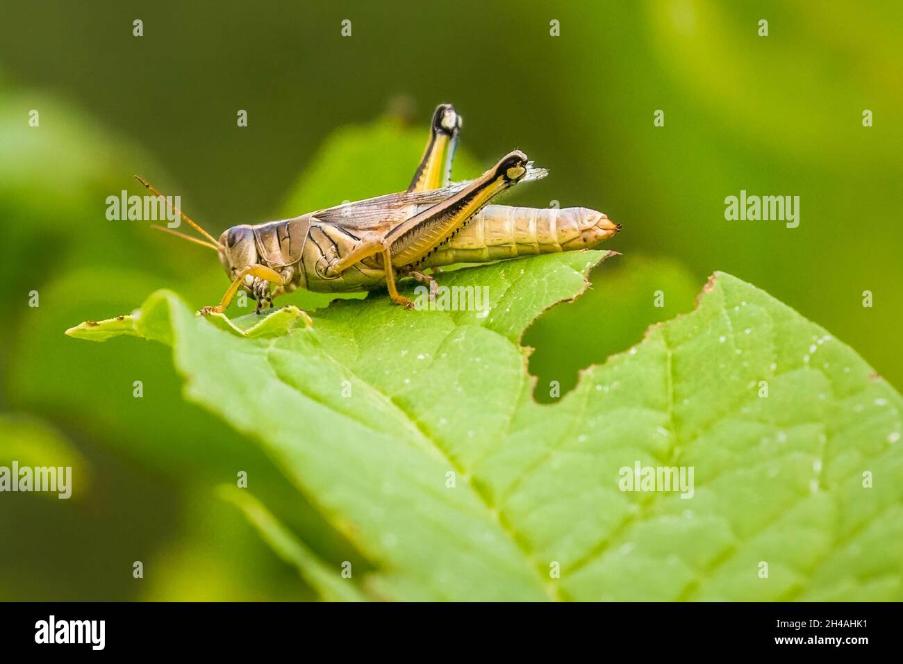 Gros plan d'une grande sauterelle sur une feuille verte Banque D'Images