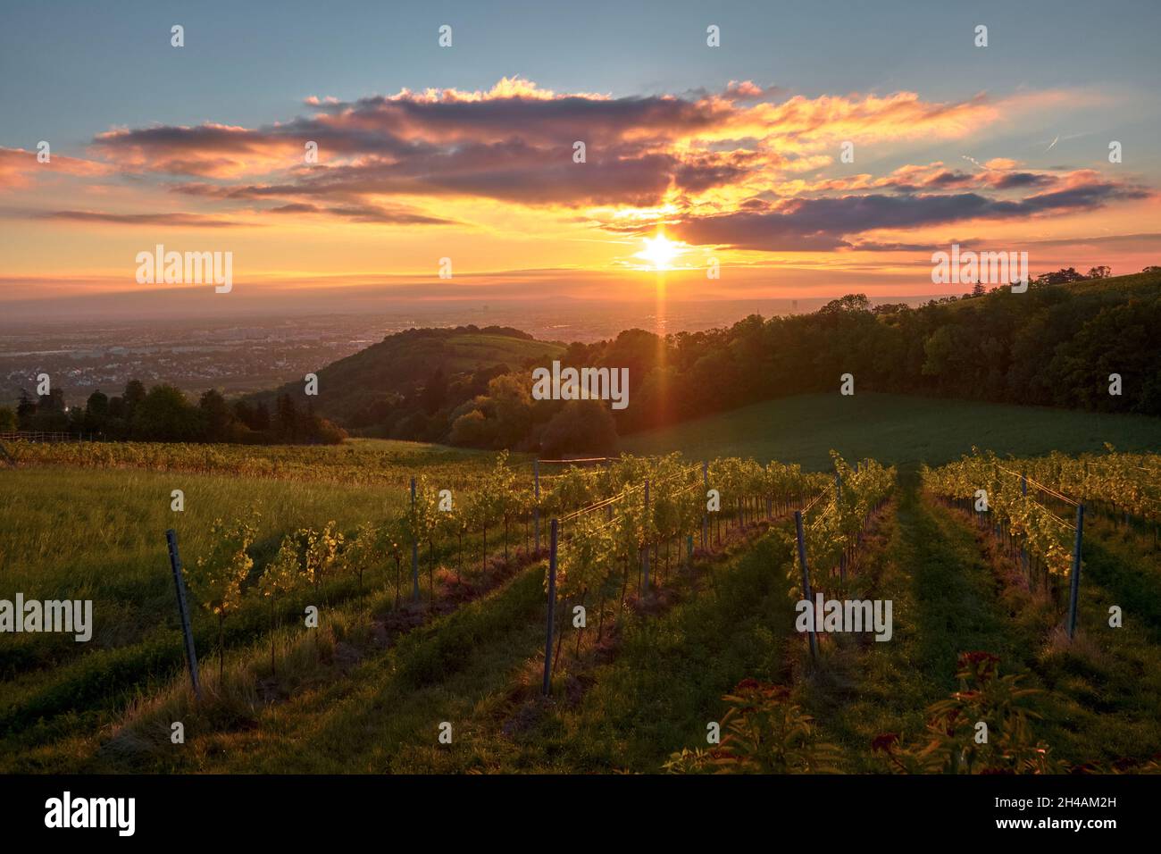 Lever de soleil chaud au-dessus des vignobles de Vienne, Autriche Banque D'Images