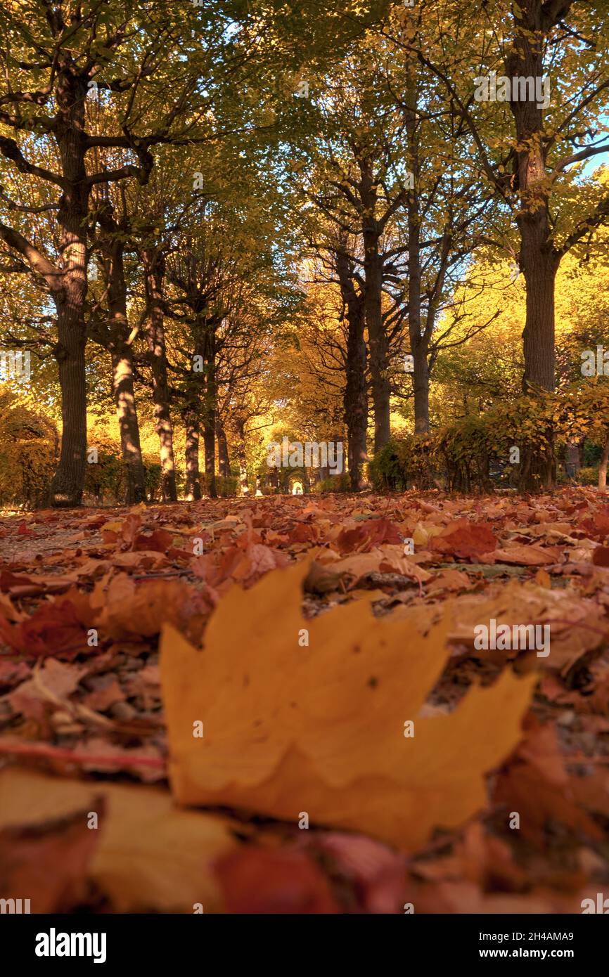 Vue sur un chemin étroit avec une feuille d'automne en gros plan dans le parc de Schönbrunn, Vienne, Autriche Banque D'Images