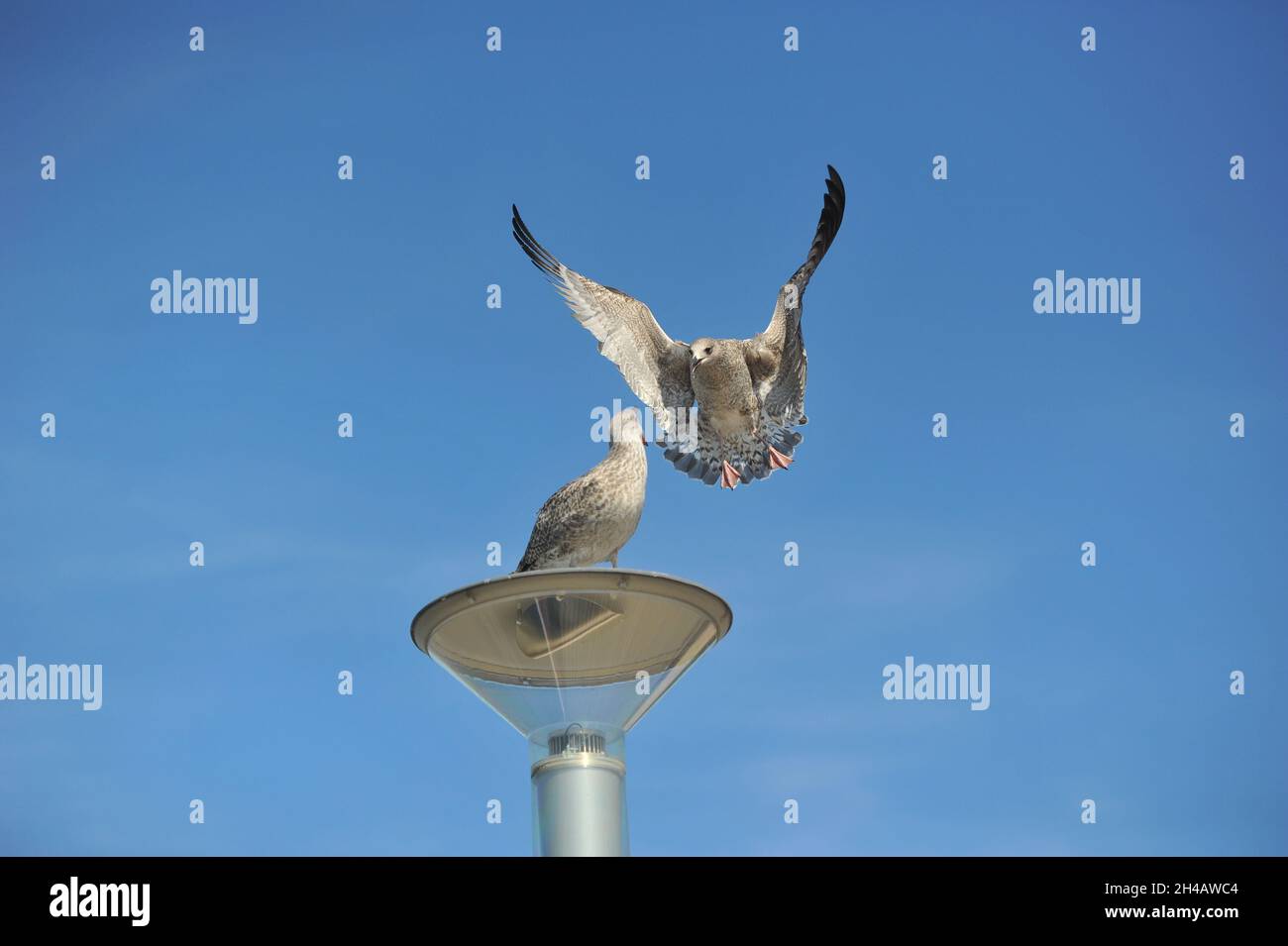 Des goélands adultes communs volent à Rome, un guéland se tient sur une lampe, le second vole à elle. Banque D'Images