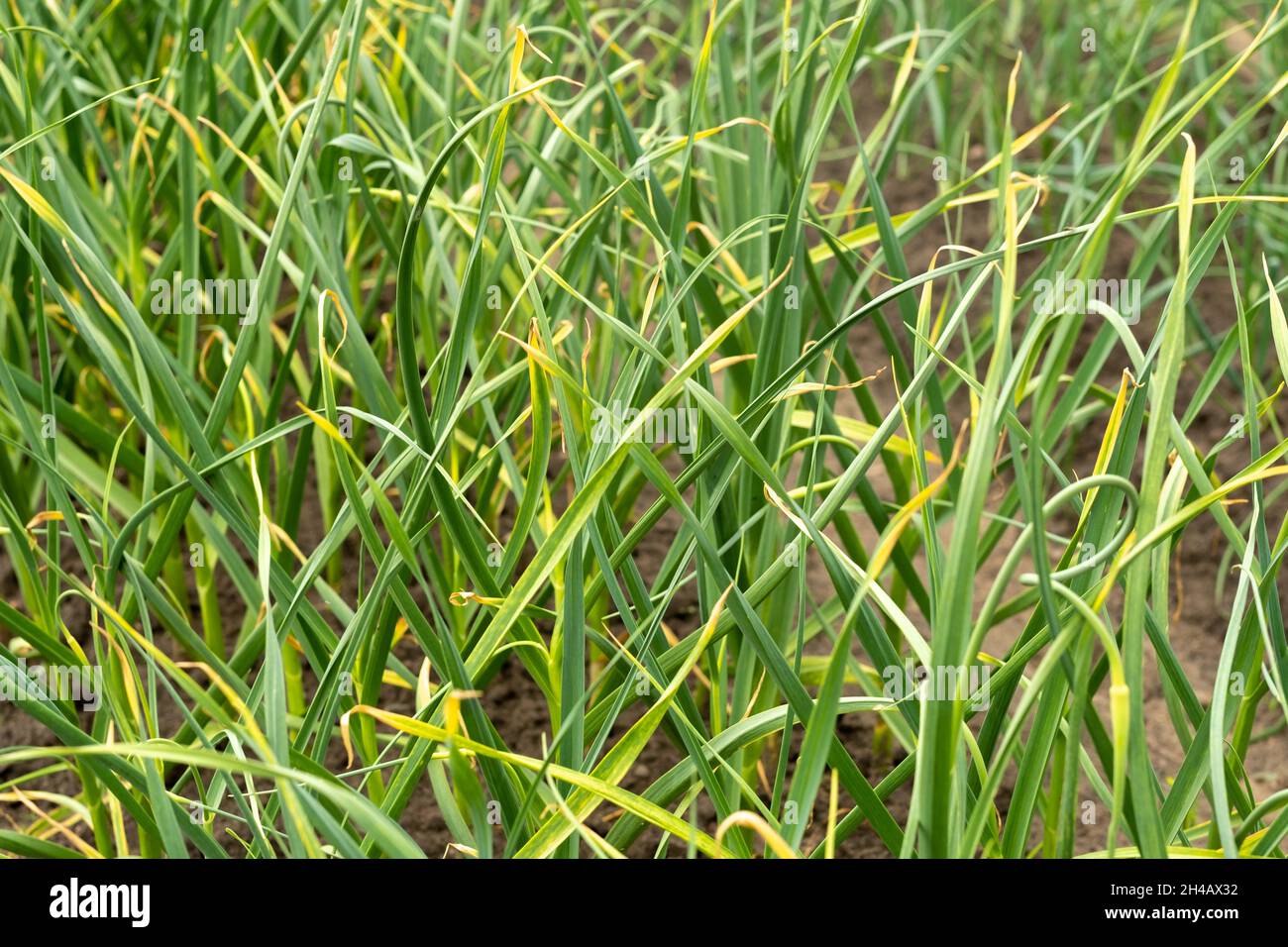 Plantation d'oignons dans le potager.oignons verts poussant dans la terre du jardin dans le village. Banque D'Images