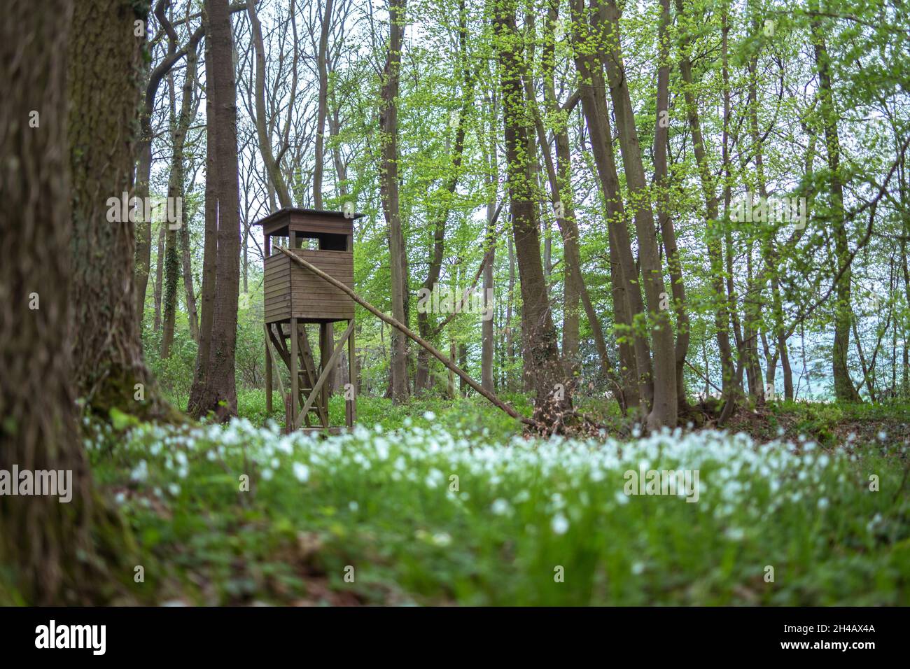 Un pavillon de chasse dans une forêt en Allemagne Banque D'Images