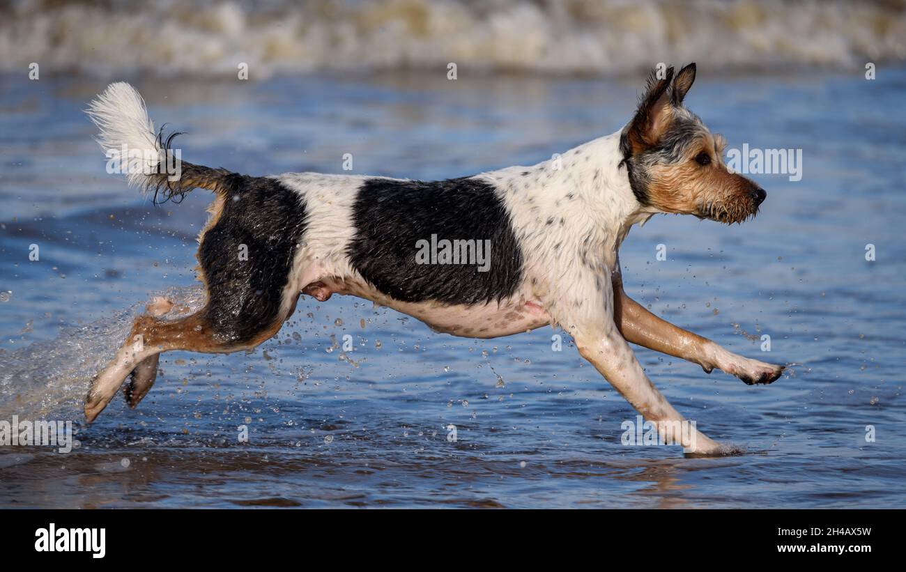 Parson Russell Terrier chien courant et jouant sur une plage. Banque D'Images