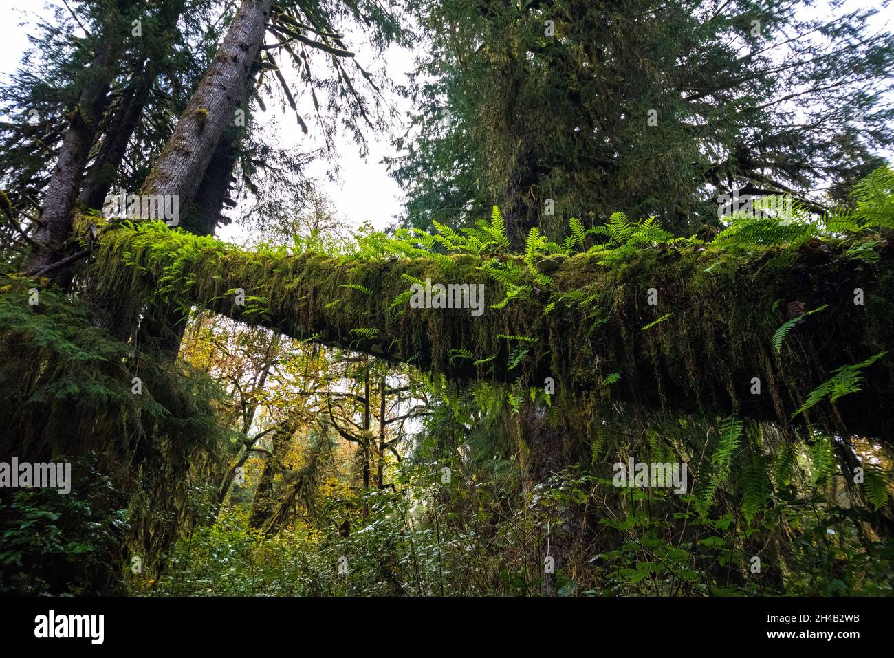 Forêt tropicale pittoresque dans le parc national olympique de l'État de Washington, États-Unis Banque D'Images