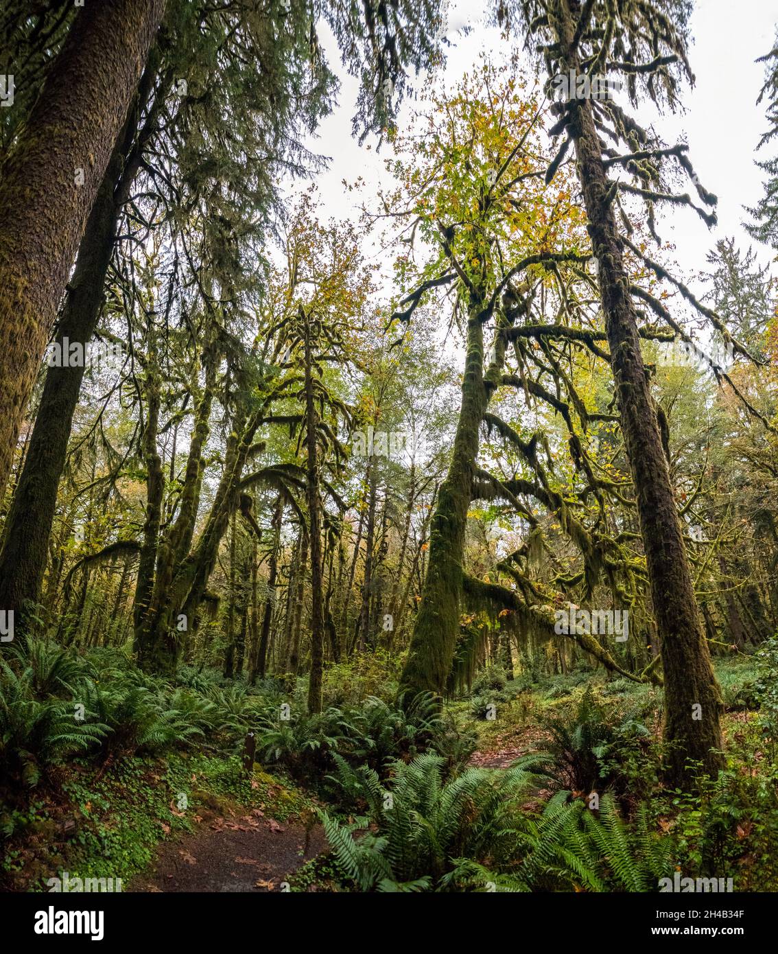 Forêt tropicale pittoresque dans le parc national olympique de l'État de Washington, États-Unis Banque D'Images