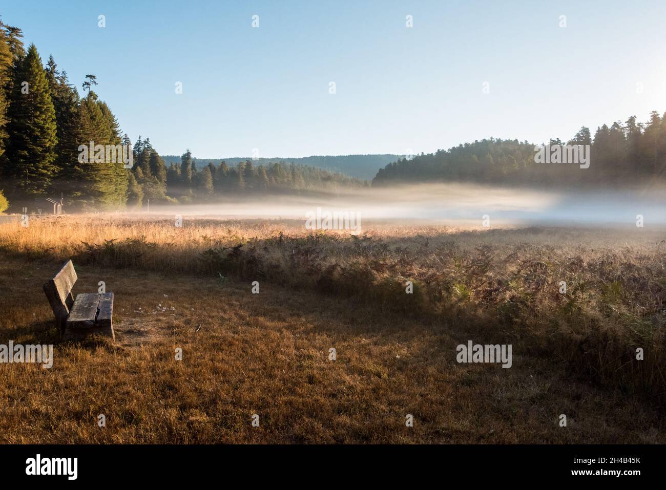 Paysage pittoresque le matin dans le parc national de Redwoods, États-Unis Banque D'Images