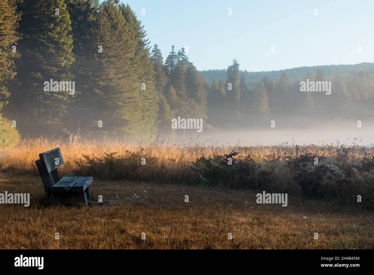 Paysage pittoresque le matin dans le parc national de Redwoods, États-Unis Banque D'Images