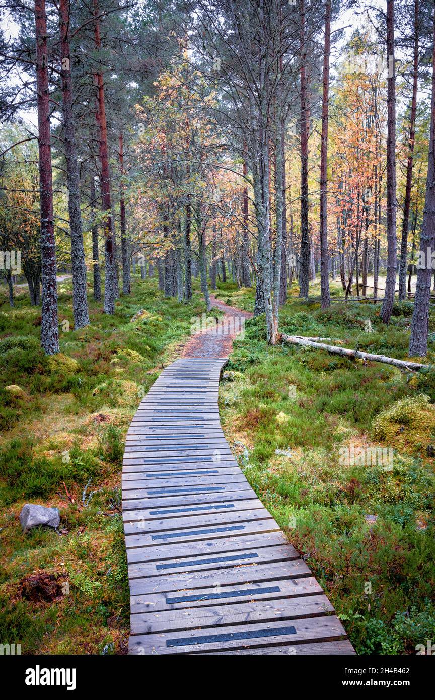 Un chemin de pied en bois qui se courbe dans la forêt de pins dans les montagnes écossaises Banque D'Images