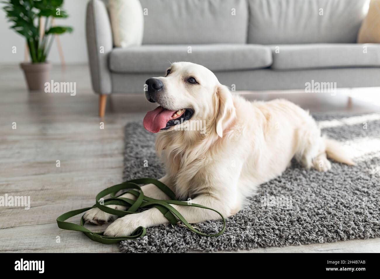 Adorable retriever d'or couché sur un tapis doux avec laisse, attendant sa  promenade quotidienne à la maison, espace de copie.Adorable chien de  compagnie se détendre sur le sol dans la salle de