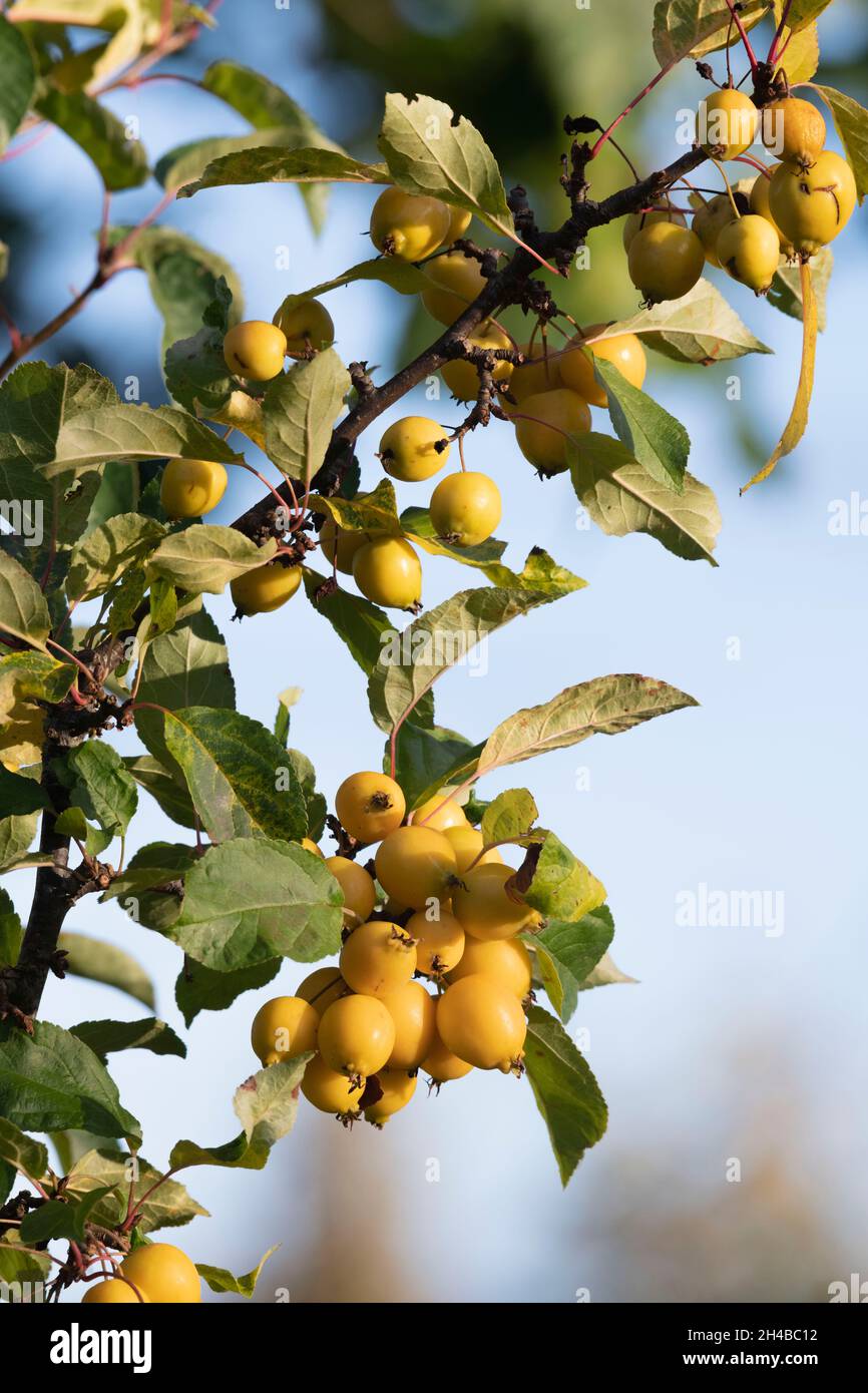 Une récolte de fruits jaunes mûrs sur un arbre de crabe-pomme (Malus 'Golden Hornet') dans un après-midi d'automne ensoleillé Banque D'Images