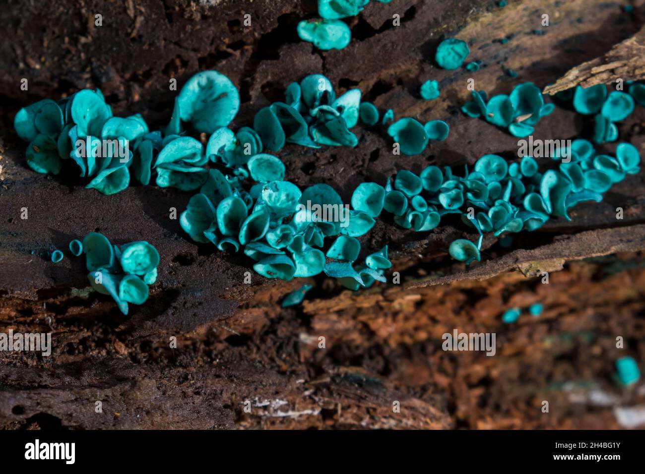 elfcup vert ou coupe de bois vert - Chlorociboria aeruginascens Banque D'Images