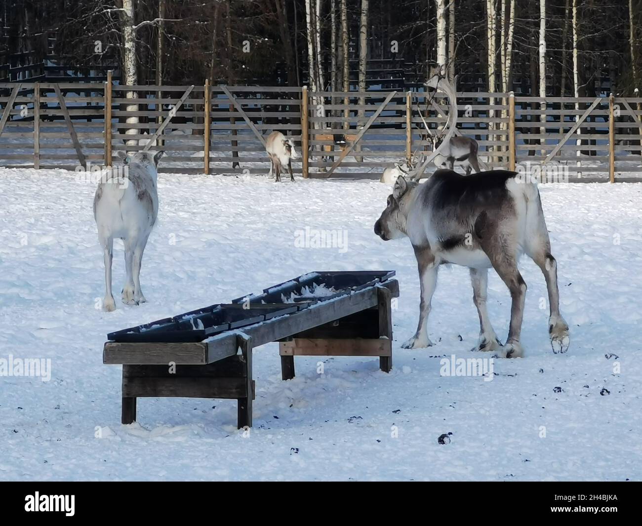 Rennes attachés à un wagon sur la neige.Joyeux noël Banque D'Images