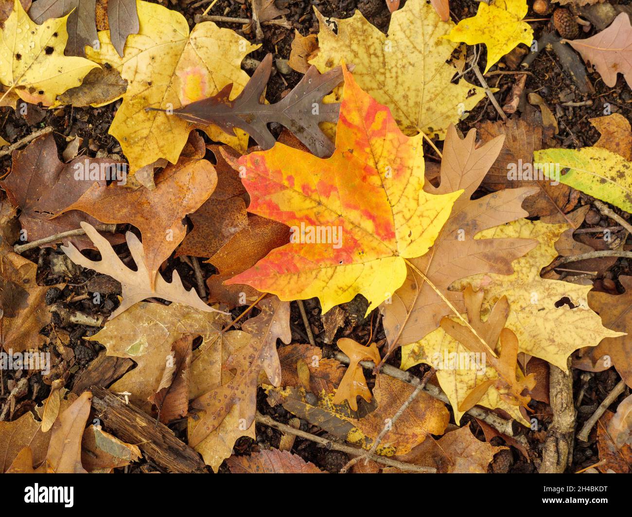 Érable à sucre coloré (Acer saccarhum) entre autres feuilles sur le fond de la forêt.Réserve forestière de Thatcher Woods, comté de Cook, Illinois. Banque D'Images