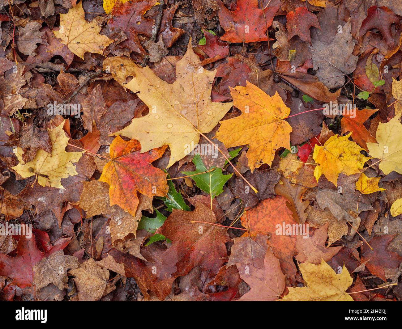 Feuilles d'érable de couleur automnale sur le plancher de la forêt.Réserve forestière de Thatcher Woods, comté de Cook, Illinois. Banque D'Images