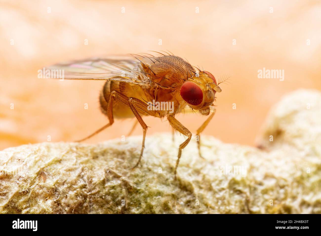 Mouche des fruits tropicaux Drosophila Diptera parasite insecte Pest sur fruits mûrs légumes Macro Banque D'Images