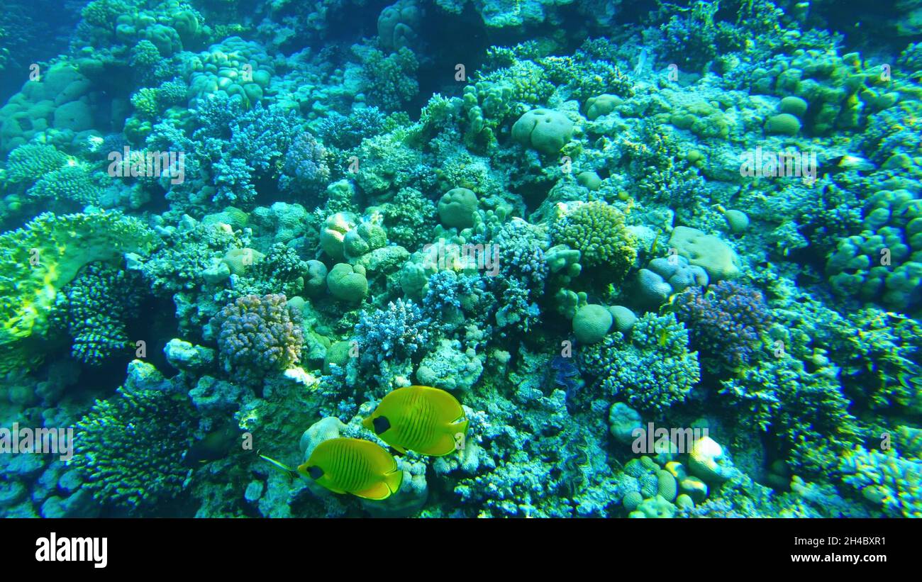 poissons exotiques aux papillons dans la mer rouge. poissons tropicaux. récif Banque D'Images