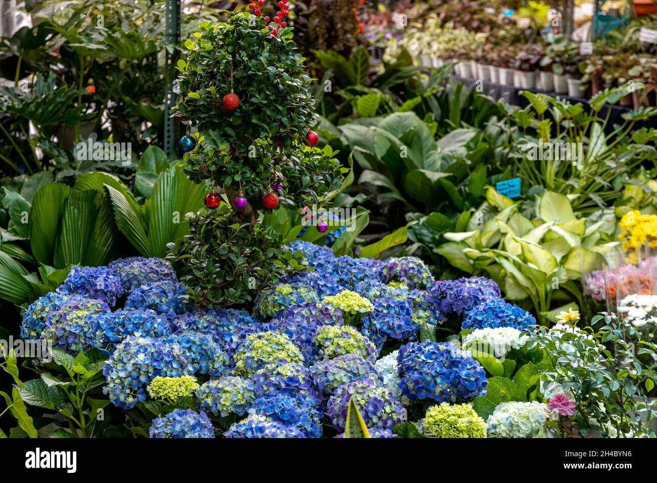fleurs et décoration de noël au fleuriste Banque D'Images