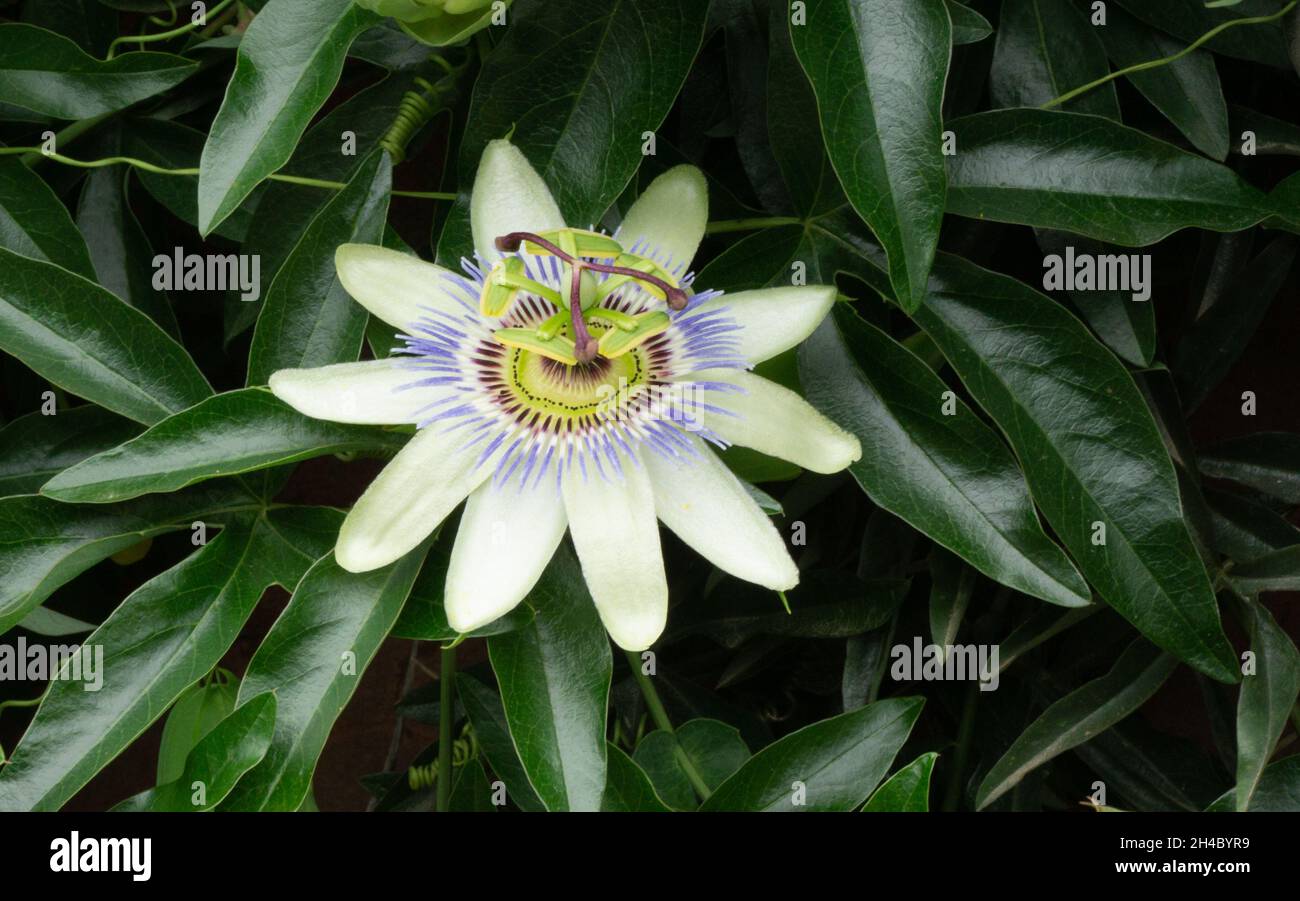 Une grande fleur blanche Passionflower incarné sur un fond de riche feuillage vert.Gros plan Banque D'Images