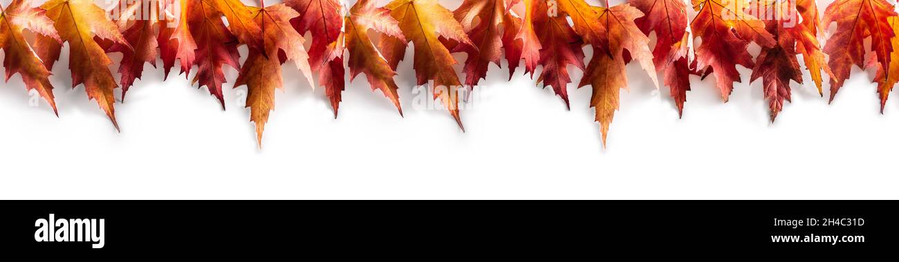 Feuilles d'érable sur fond blanc comme bannière panoramique. Banque D'Images