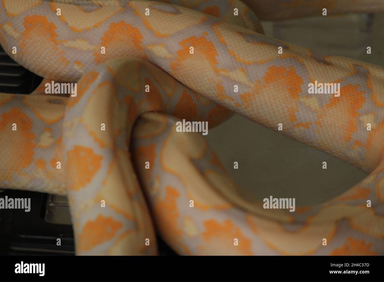 python blanc avec couleur de peau exotique et motif python blanc avec couleur de peau exotique et motif Banque D'Images